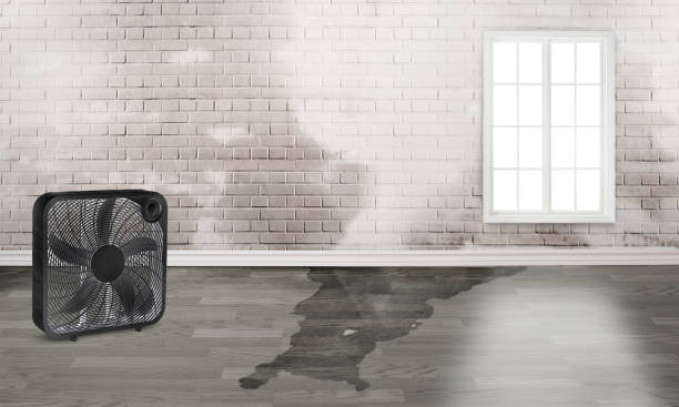 Best Carpet water damage restoration  in Redington Shores, FL